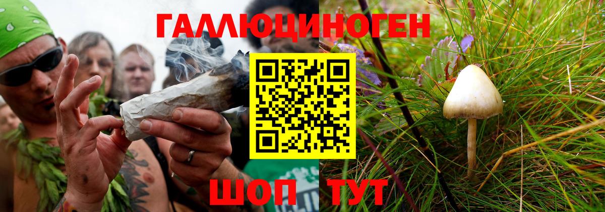 Галлюциногенные грибы Psilocybine cubensis Протвино